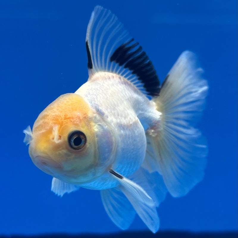 Thai Oranda Lemon Head White Panda 2.5” Body Male(CK-1314)R3B12