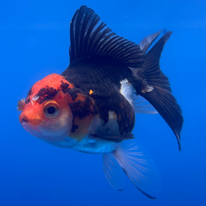 Thai Oranda Apache 2.5” Body Female(CK-1261)R3B11