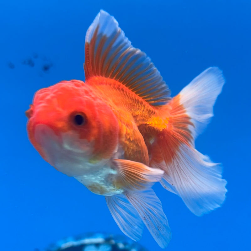 Thai Oranda Red/White 2” Body Male(CK-1281)R3B03