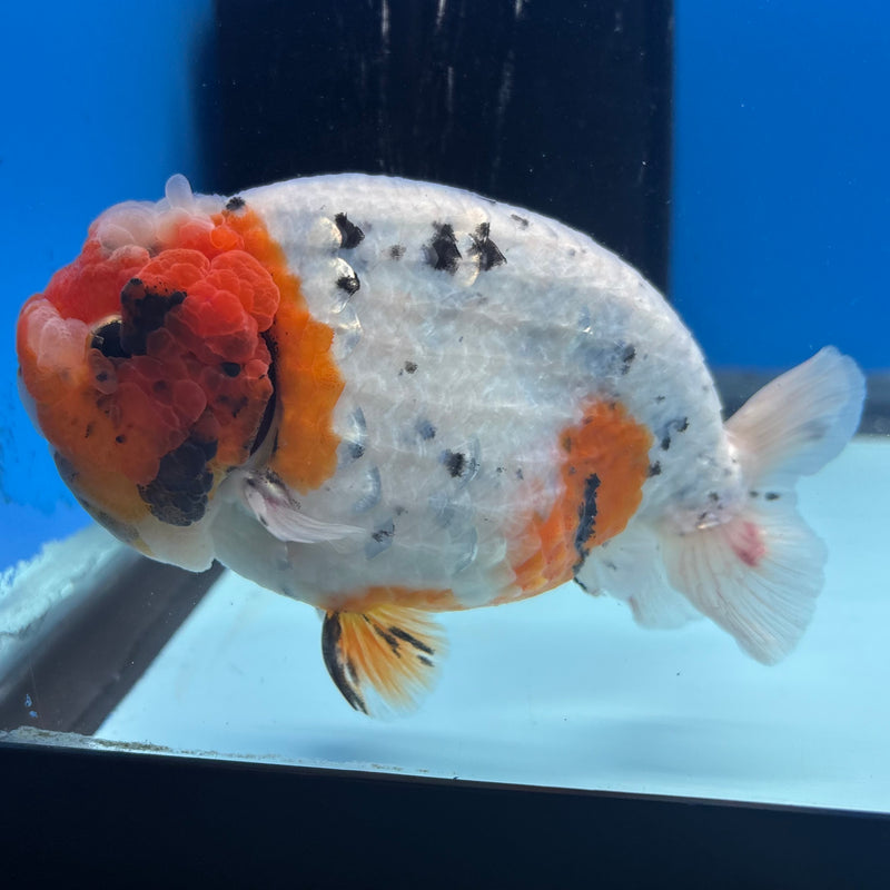 Thai Ranchu JUMBO Calico 4.5” Body Male(BIN-CK-1051)SHOWTANK2