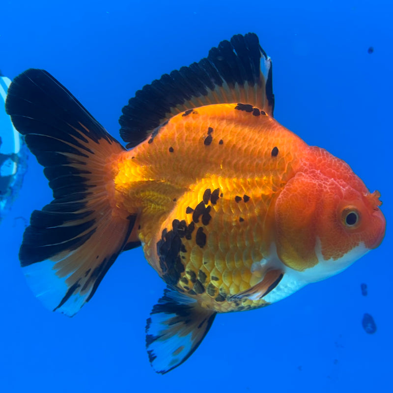 Thai Oranda Apache 3.5” Body Female(CK-1198)SHOWTANK