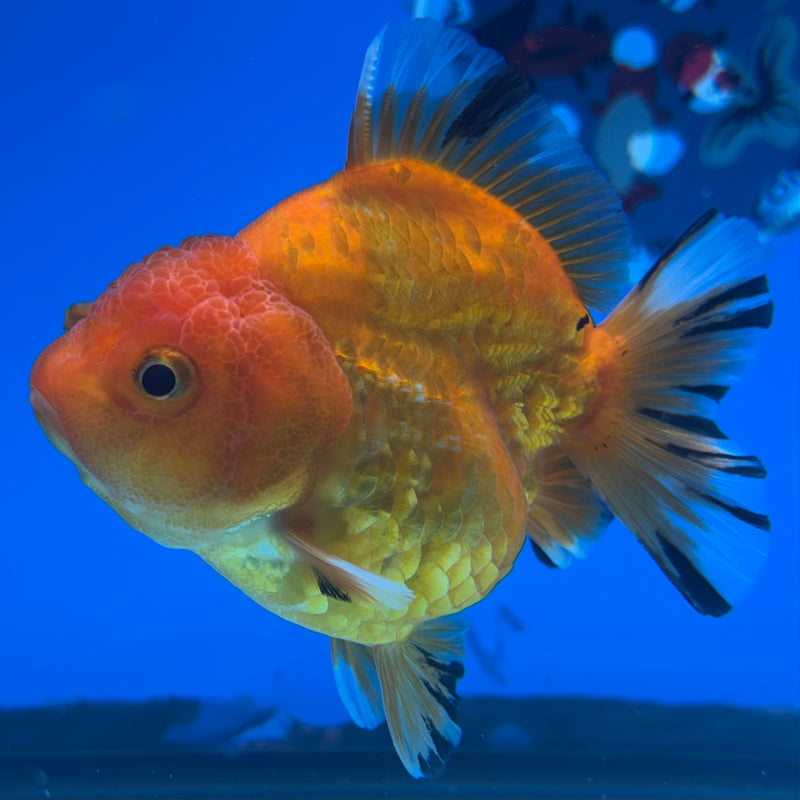 Thai Oranda SHOGUN 3” Body Female(CK-1140)R3A15