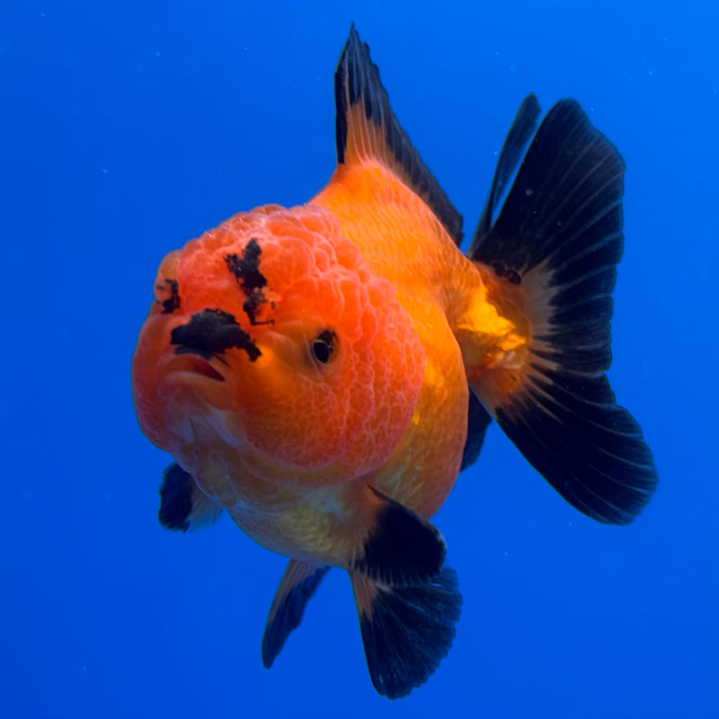 Thai Oranda Apache 3” Body Male(CK-713)R1A06