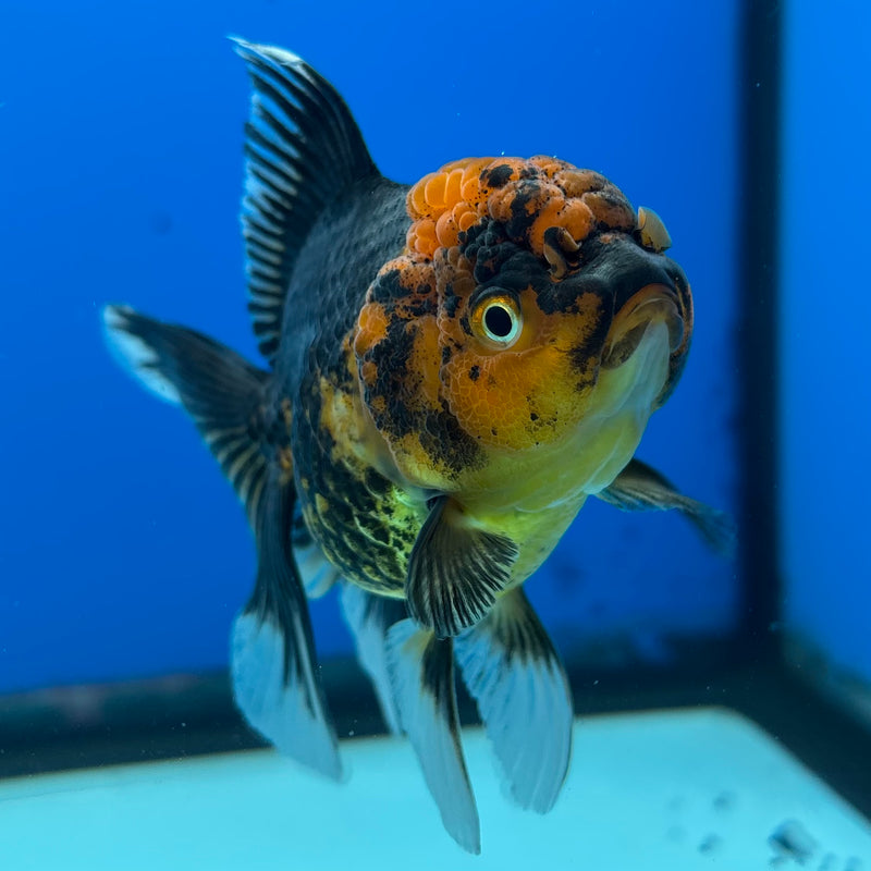 Thai Oranda Apache 3” Body Female(CK-983)R3B08