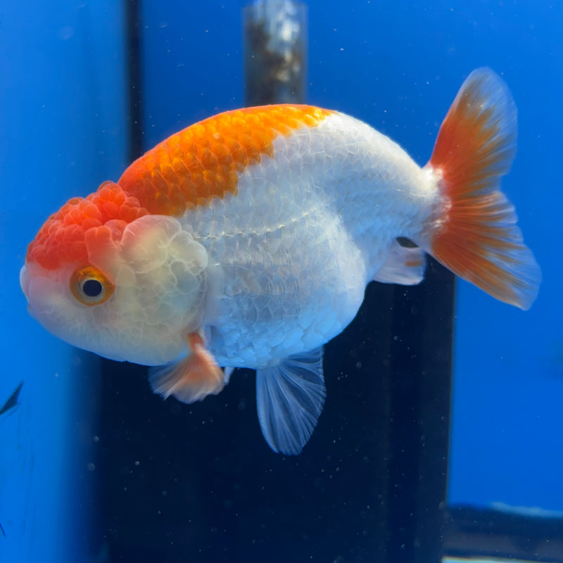 Thai Ranchu Red/White 3.5” Body Male(CK-832)R3A13