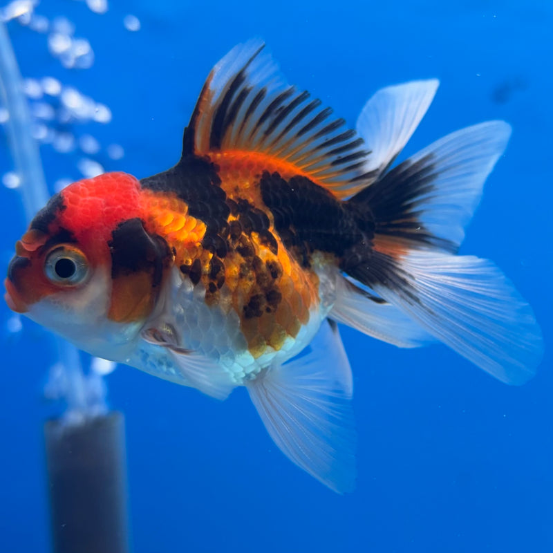 Thai Oranda Apache 2” Body Male(CK-1274)R3B05