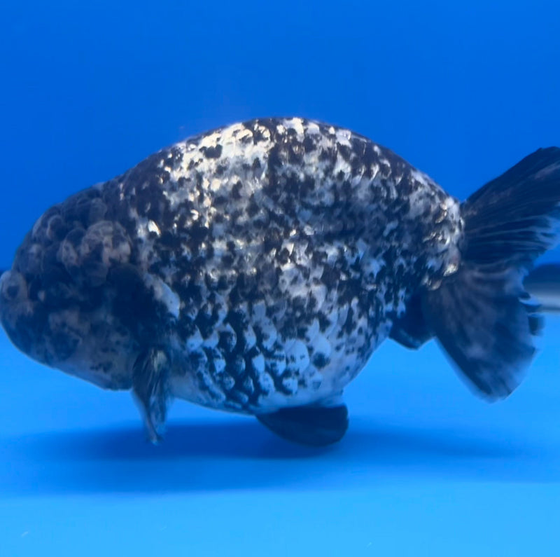 Thai Ranchu JUMBO Granite Calico 4.5” Body Male(NKT-CK-638)R1BLUETUB1