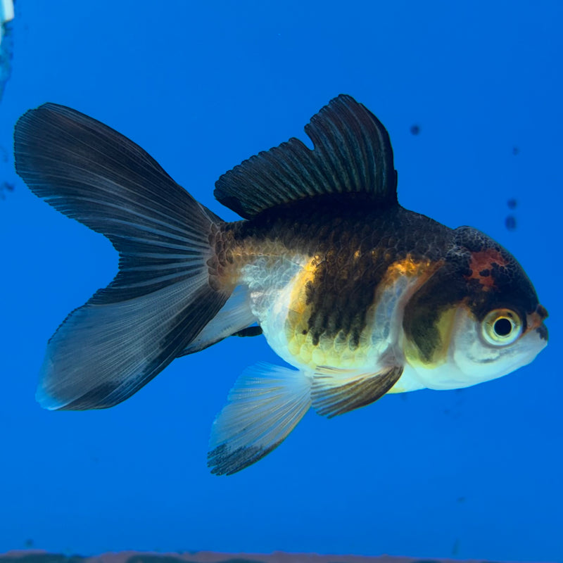 Thai Oranda Tri-Color/Apache 2” Body Female(CK-1137)R3A14