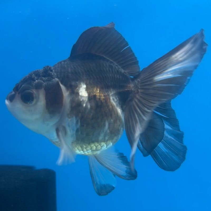 Thai Oranda Panda 2.5” Body Male(CK-1424)R3B19