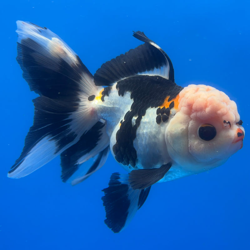 Thai Oranda Panda 3” Body Female(CK-1381)R1B11