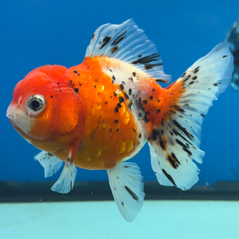 Thai Oranda Tri-Color Calico Tiger 3.5” Body Female(CK-1484)R2B17