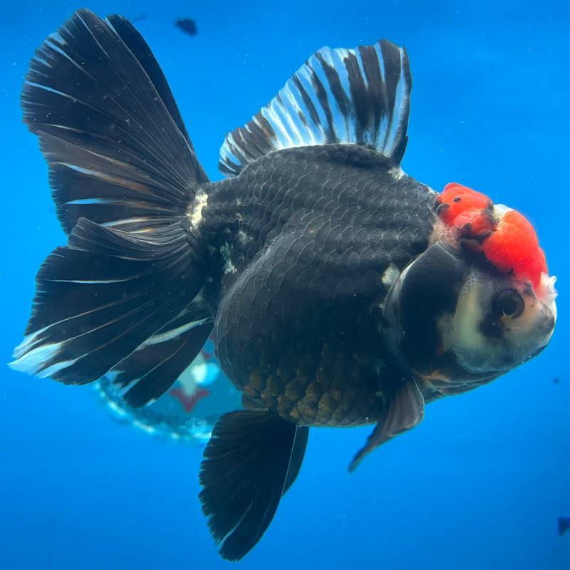 Thai Oranda Tri-Color 4” Body Female(CK-1489)R2B19