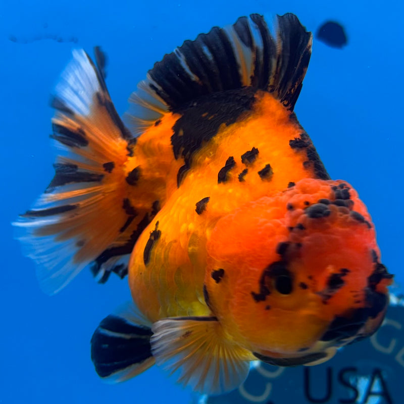 Thai Oranda Calico Tiger Yuanbao by SHOGUN 3” Body Female(CK-1166)R3A07