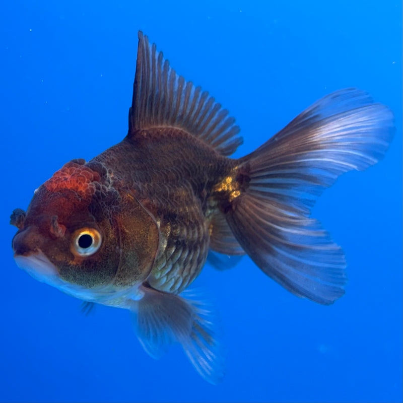 Thai Oranda Black Body Red Cap 2” Body Male(CK-824)R3B21