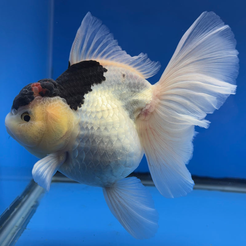 Thai Oranda AA JUMBO Panda 4” Body Female(AA-CK-1349)R1BLUETUB3