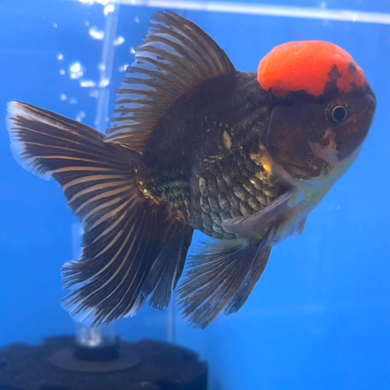 Thai Oranda Black Body Red Cap 3” Body Male(CK-669)R1B08