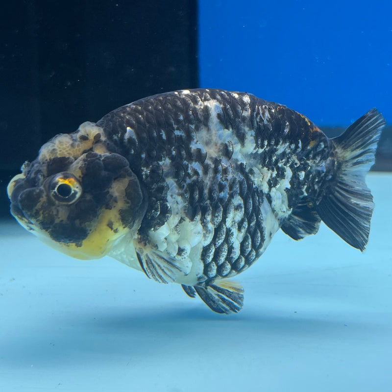 Thai Ranchu Lemon Head Granite Calico 3” Body Male(CK-1384)R1A09
