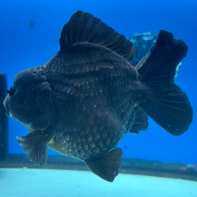 Thai Oranda Full Black 4.5” Body Male(NKT-CK-1035)SHOWTANK2