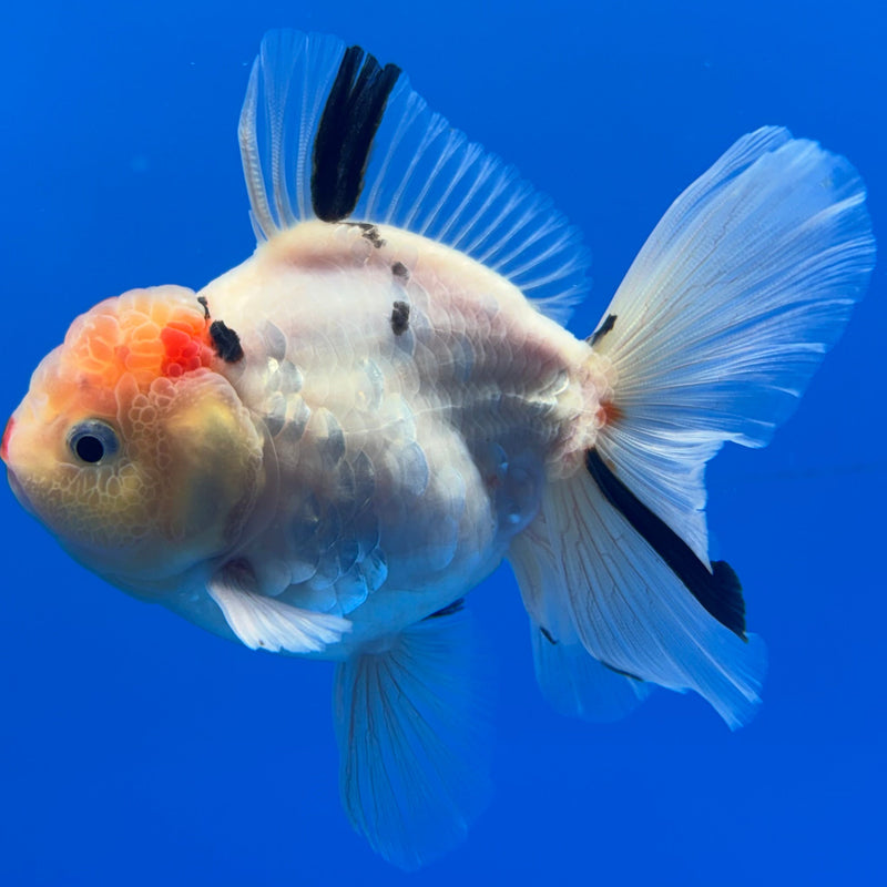 Thai Oranda Tri-Color Tiger Calico 3” Body Male(CK-618)R1B02