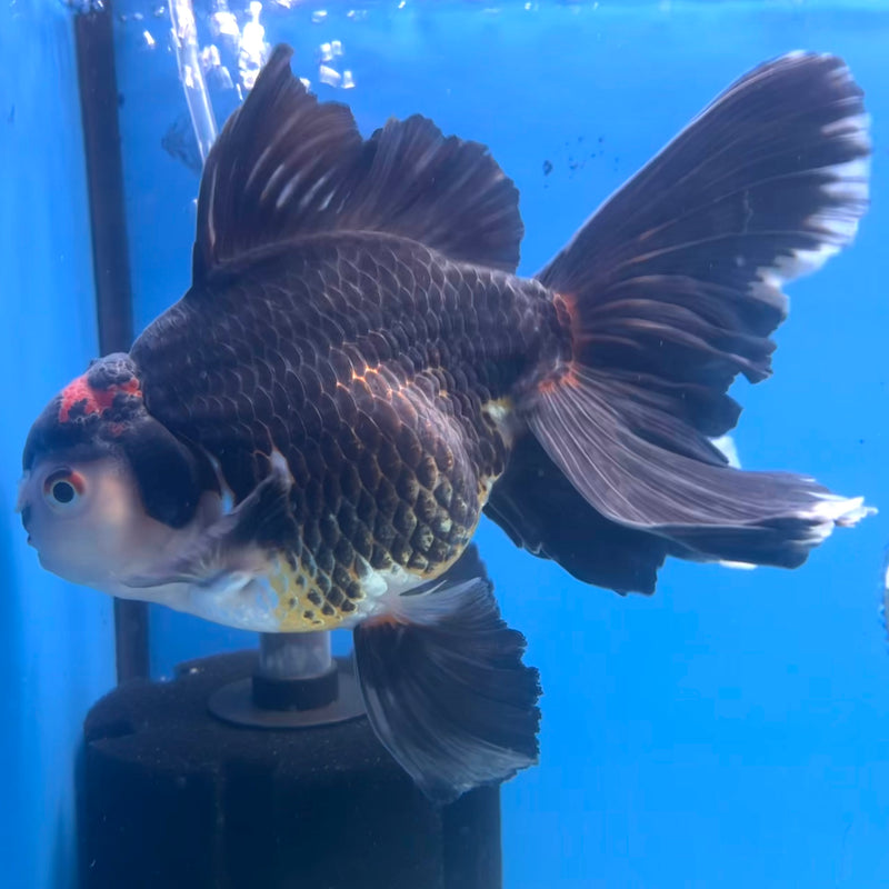 Thai Oranda AA Quality Tri-Color Orchid Tail 5.5” Body Male(CK-1106)SHOWTANK2