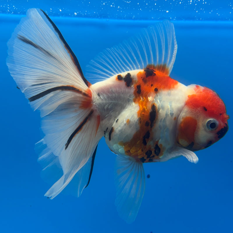 Thai Oranda Tri-Color Tiger Calico 3.5” Female(BIN-CK-1066)SHOWTANK2