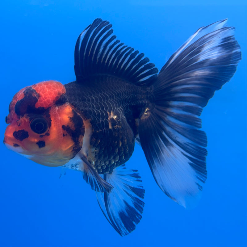 Thai Oranda Apache 3” Body Female(CK-705)R1A05