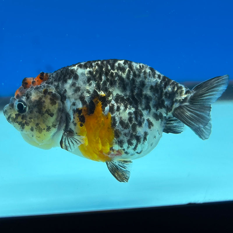 Thai Ranchu Calico 3” Body Female(CK-1390)R1A09