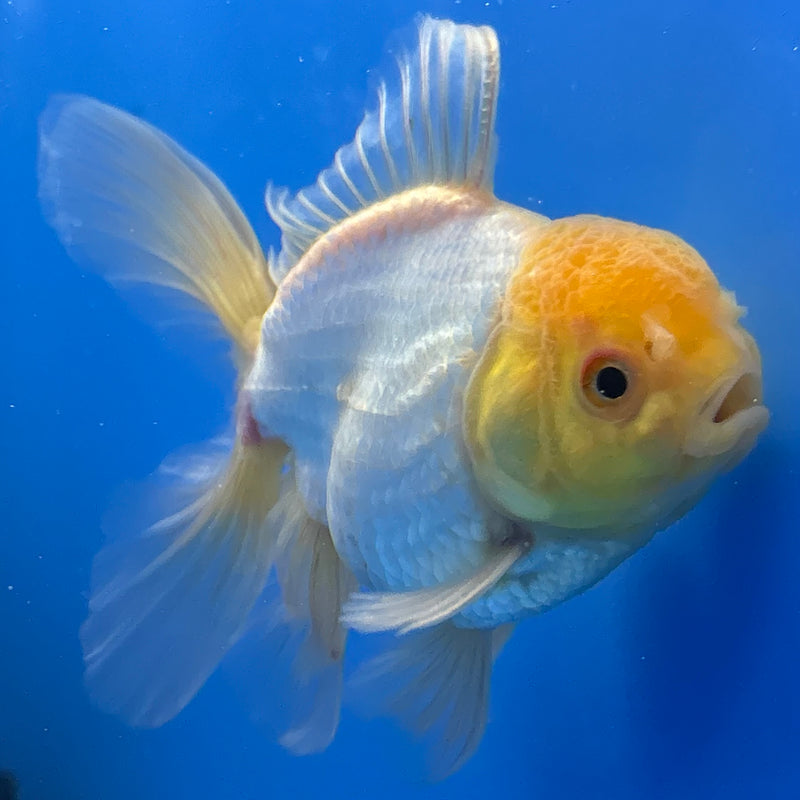 Thai Oranda Lemon Head White 2.5” Body Male(CK-1247)R3B09