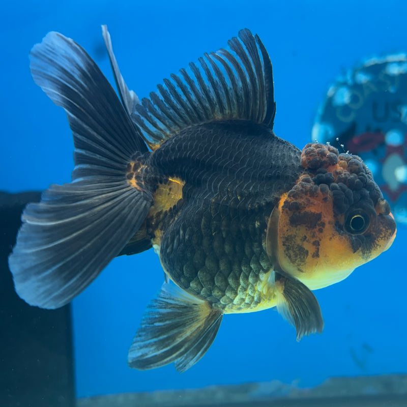 Thai Oranda Apache 3” Body Female(CK-970)R3B21