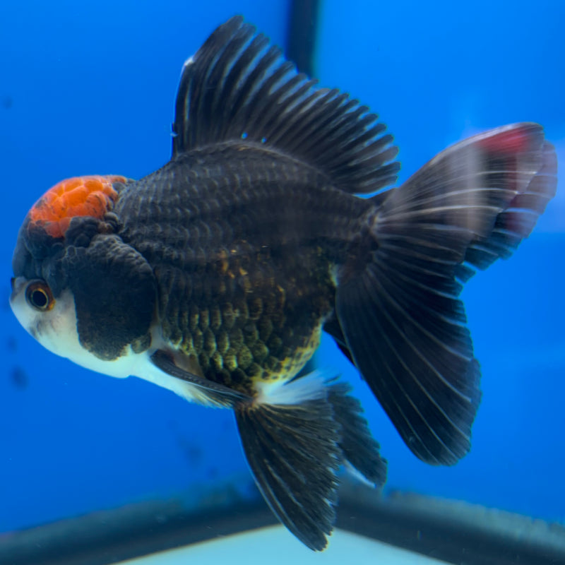 Thai Oranda Tri-Color 3” Body Male(CK-985)R3B08