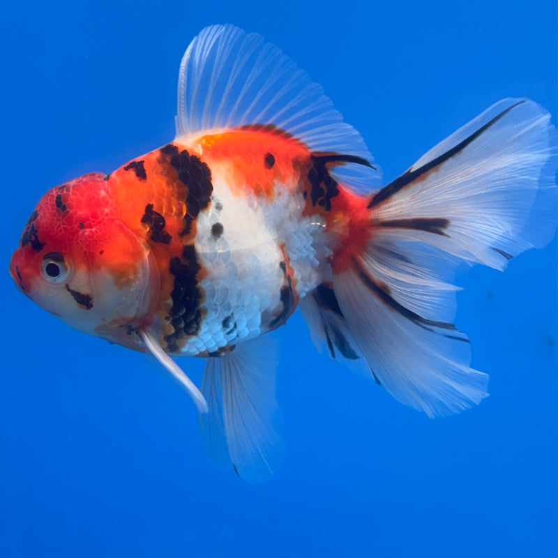 Thai Oranda Tri-Color Calico Tiger 3.5” Body Male(CK-690)R1A07