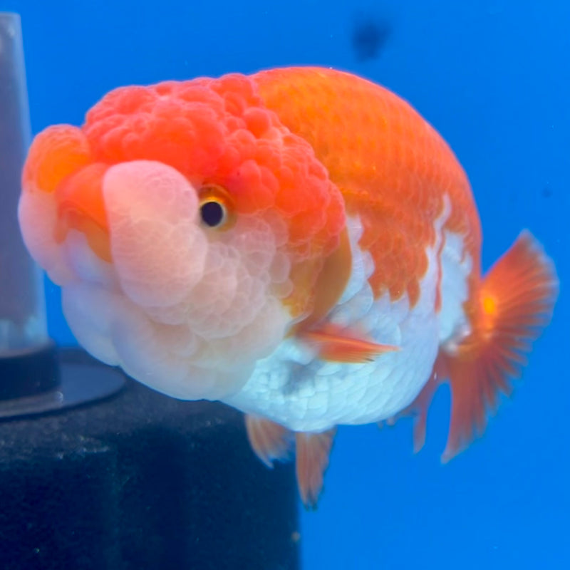 Thai Ranchu Red/White 3.5” Body Female(CK-1122)R1B05