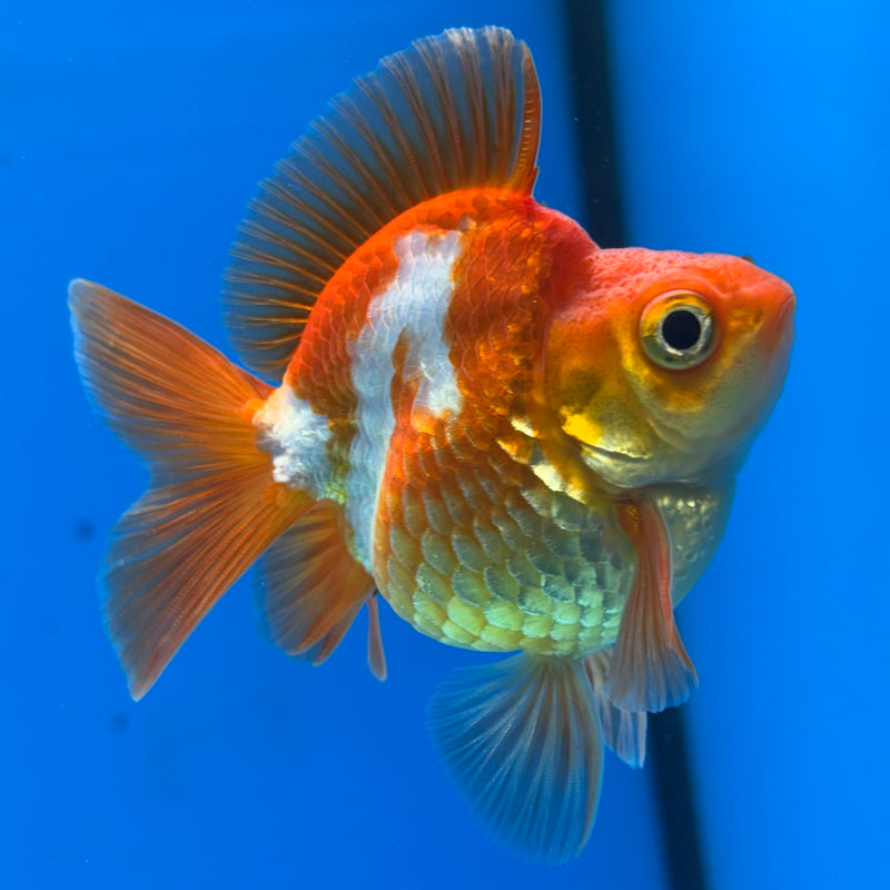 Thai Ryukin Red/White Show Quality 2.5" Body Male(CK-863)R3B15