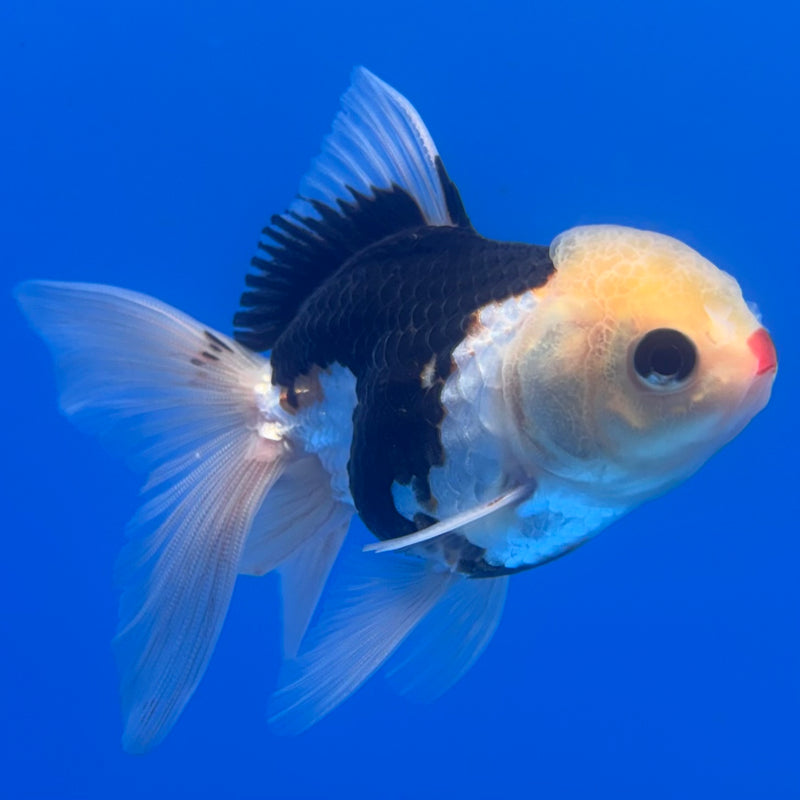 Thai Oranda Lemon Head Tri-Color/Panda 2.5” Body Male(CK-1249)R3B09