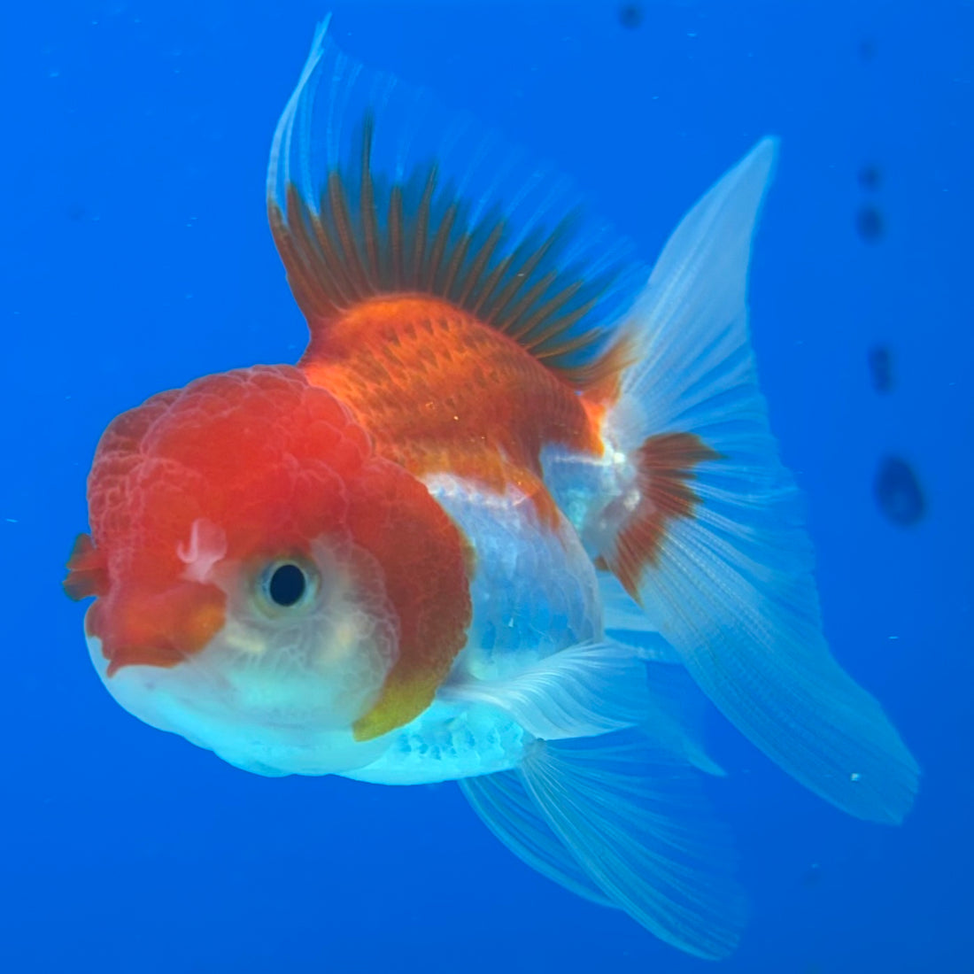Thai Oranda Red/White 2" Female (CK-1562)R3A09