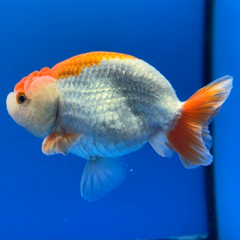 Thai Ranchu Red/White 3.5” Body Male(CK-832)R3A13