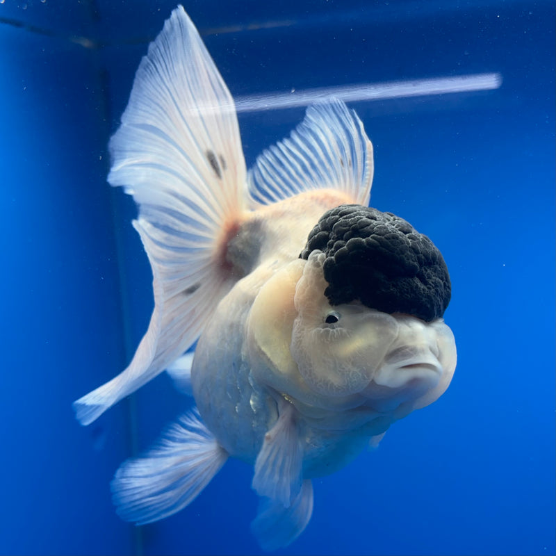Thai Oranda NOK AA Medium Breed Peacock Tail Panda 4” Body Female(CK-806)R1A08