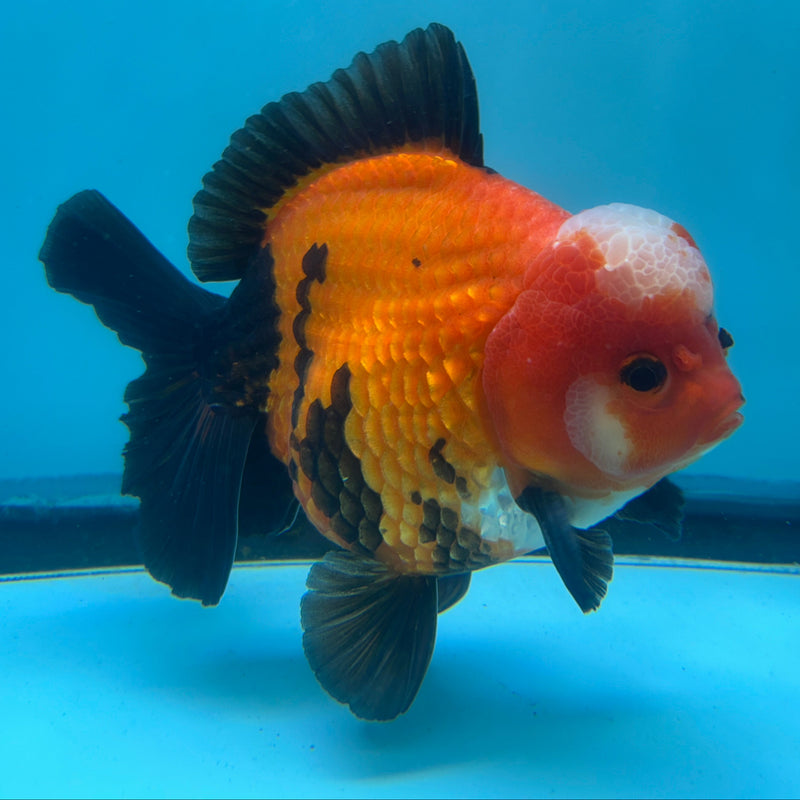 Thai Premium Jumbo Aapche Short Tail Giant Breed 5.00 inch Body Oranda (CRP-JO1016)