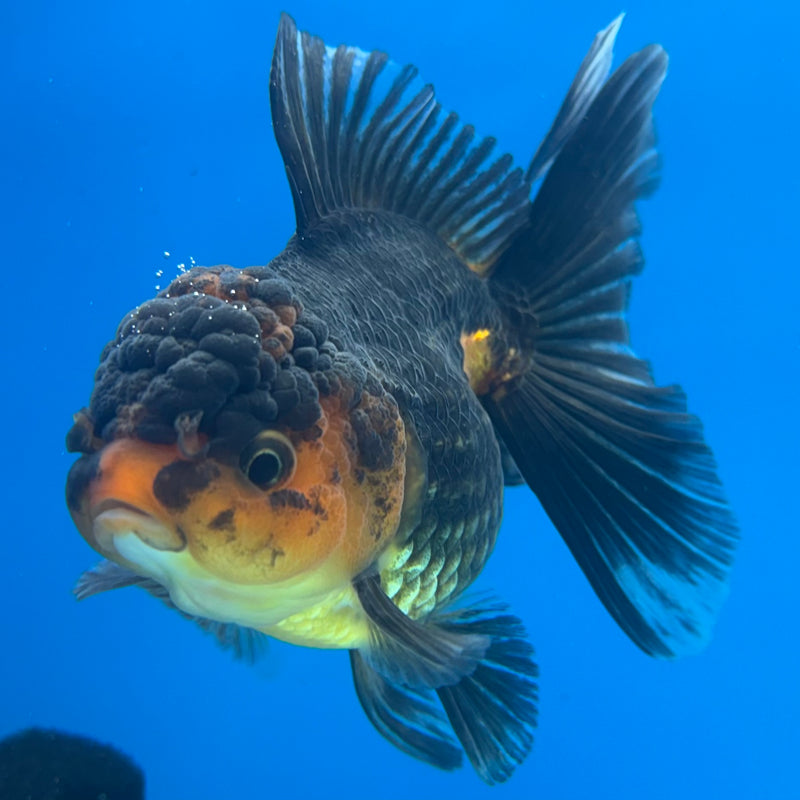 Thai Oranda Apache 3” Body Female(CK-970)R3B21