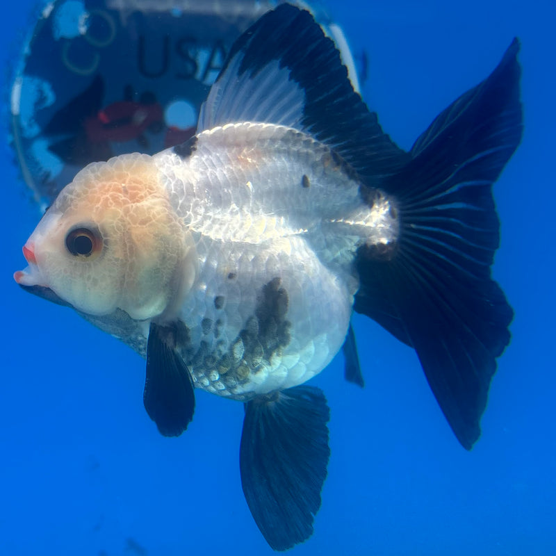 Thai Oranda Panda 3” Body Male(CK-1458)SHOWTANK2
