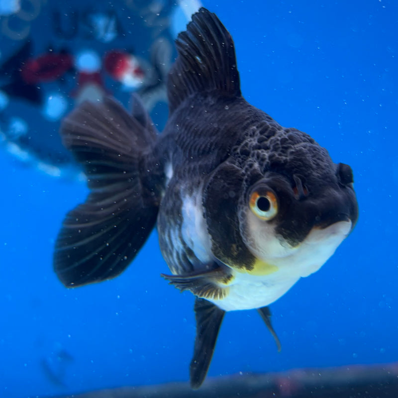 Thai Oranda Panda 2.5" Female (CK-1548)R3A16