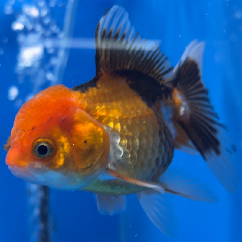 Thai Oranda Apache 2.5” Body Male(CK-1303)R3B16