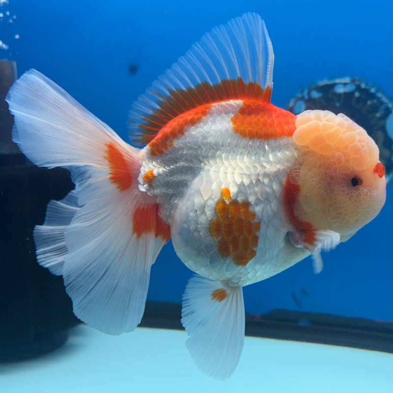 Thai Jumbo Oranda Lemon Head Red/White 4” Body Female(CRP-CK-1081)BLUETUB2