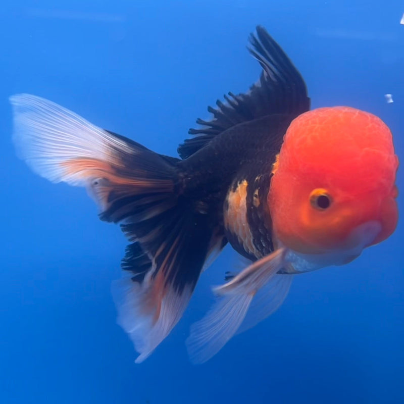 Thai Oranda Apache 3” Body Male(CK-665)R1B08