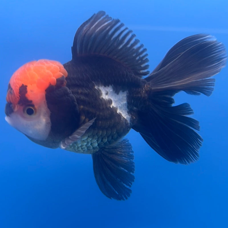Thai Oranda Tri-Color 3” Body Male(CK-658)R1B11