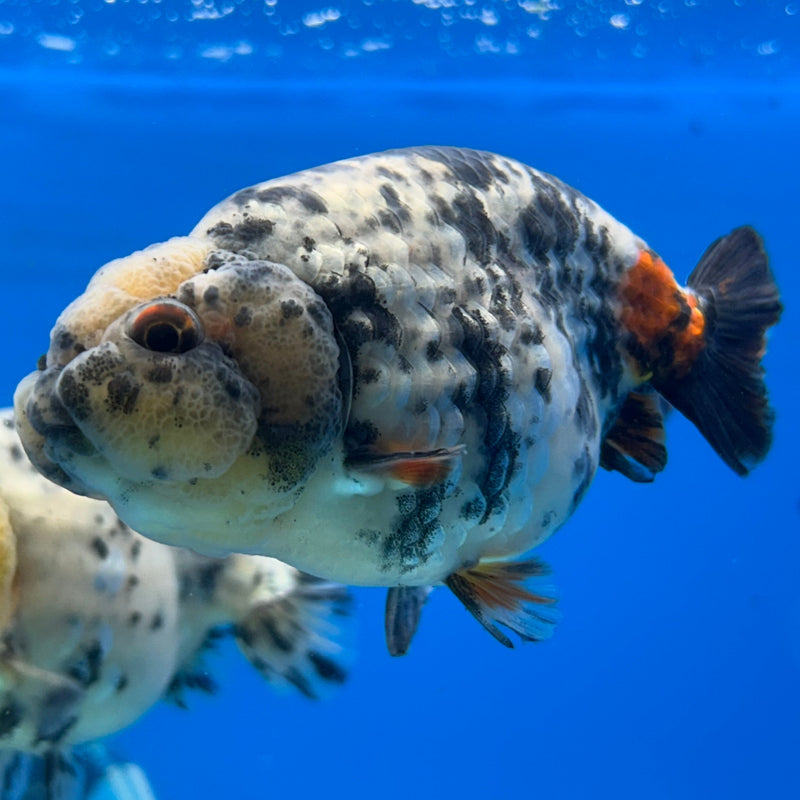 Premium Fancy Goldfish Ranchu White Tiger 3” Body (JCD-193)R2C05