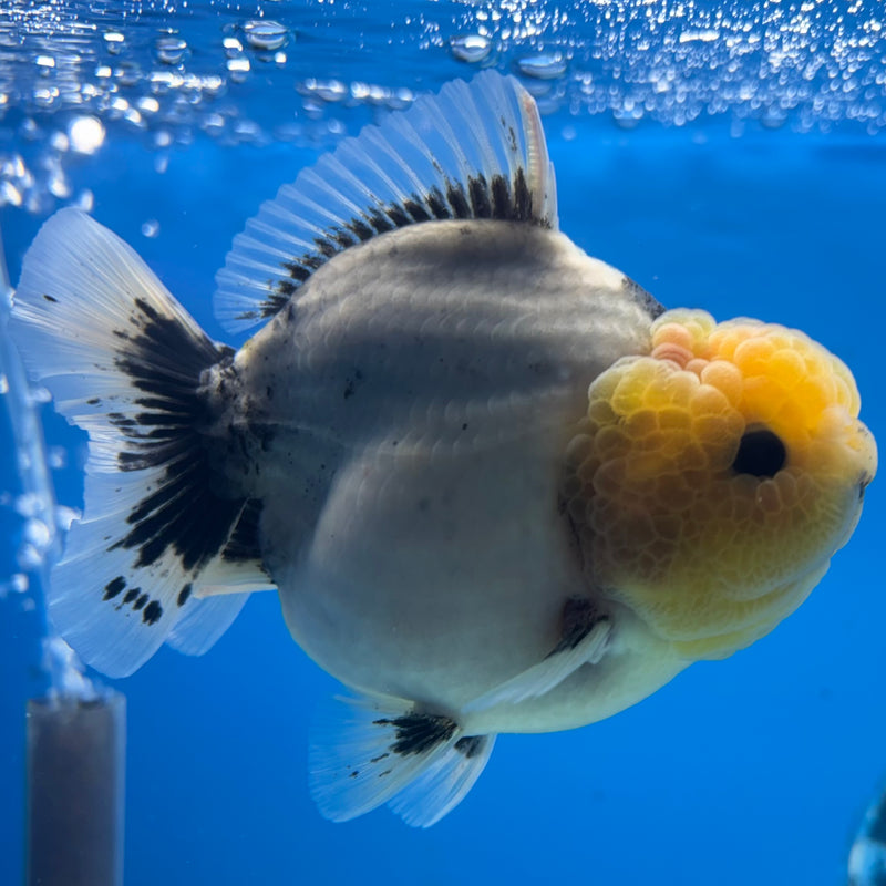 Thai Oranda Lemon Head Matte Black Eye Calico 3.5” Body Male(QGF-CK-1074)SHOWTANK