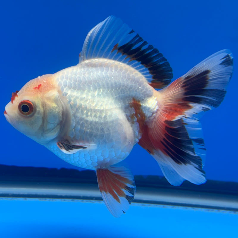 Thai Oranda Lemon Head White Apache RARE 3” Body Male(CK-729)R1B01