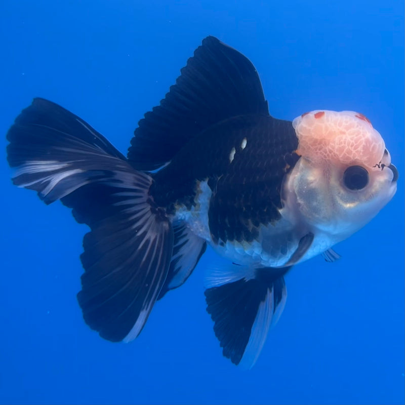 Thai Oranda Tri-Color/Panda 3” Body Male(CK-1220)R1A09