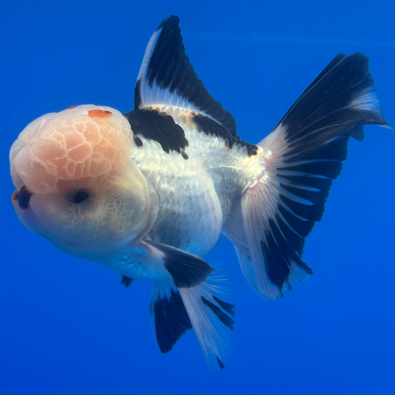 Thai Oranda Panda 3” Body Male(CK-1226)R1B08